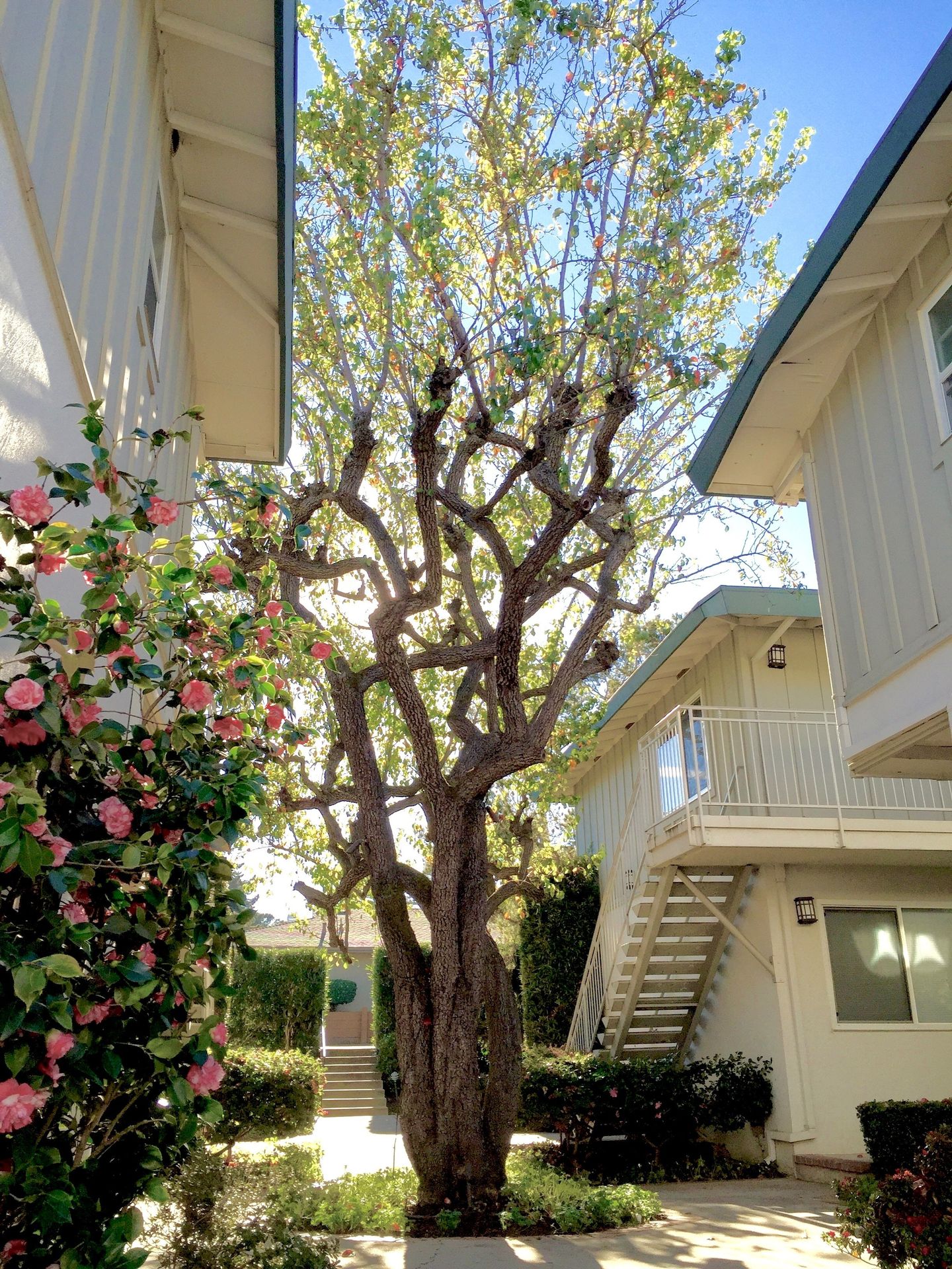Menlo Park - The Pines Apts - In West Menlo, Close to Shopping, Restaurants, Stanford