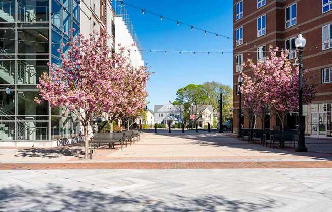 A tree with pink blossoms is in the foreground of a city street in Kilroy Square.