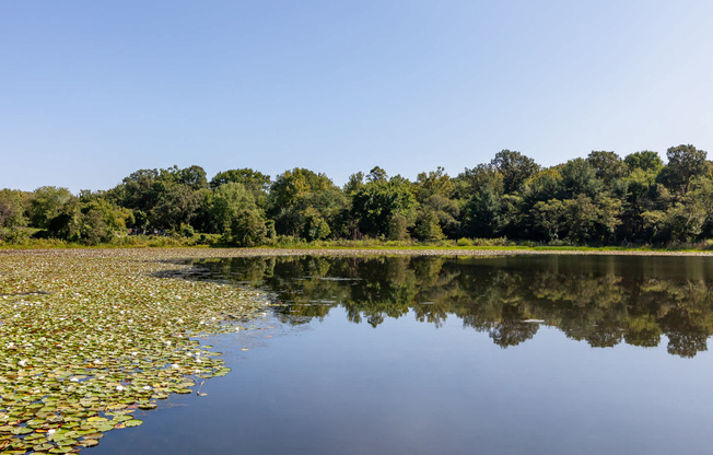 Immerse Yourself in Nature at Lake Artemesia