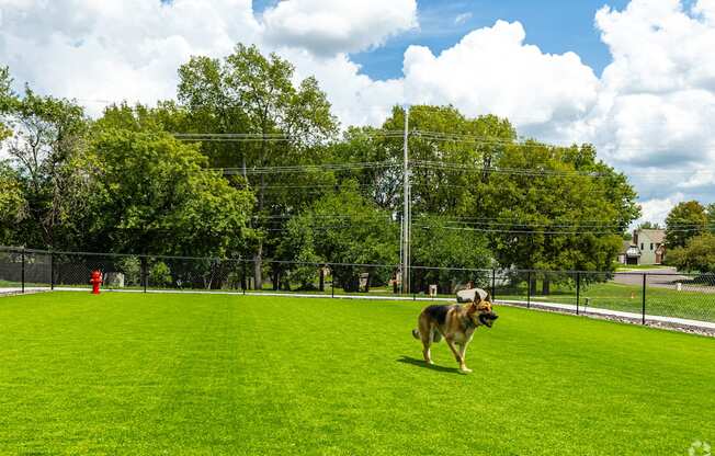 A dog is standing on a green field.