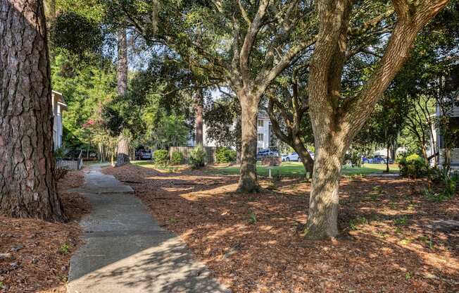 A tree-lined walkway in a park.