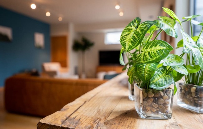 a wooden table with plants on it