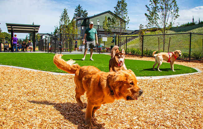A dog is playing in a sandy area.