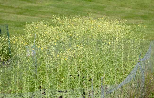 a fence in front of a grassy field with yellow flowers