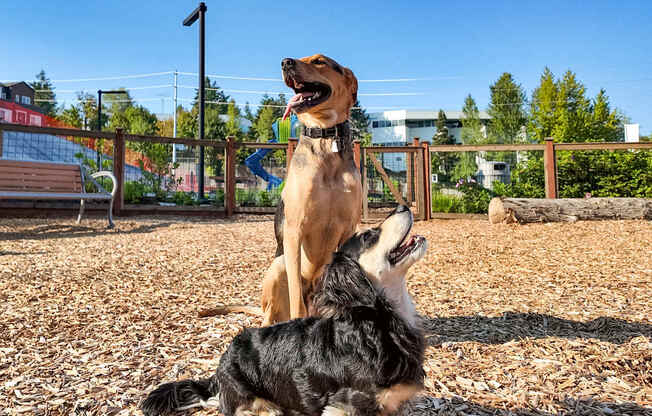 Two dogs playing in a park.
