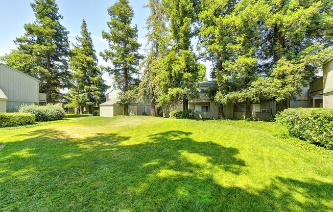 Huge Lawn and Mature Trees.jpg