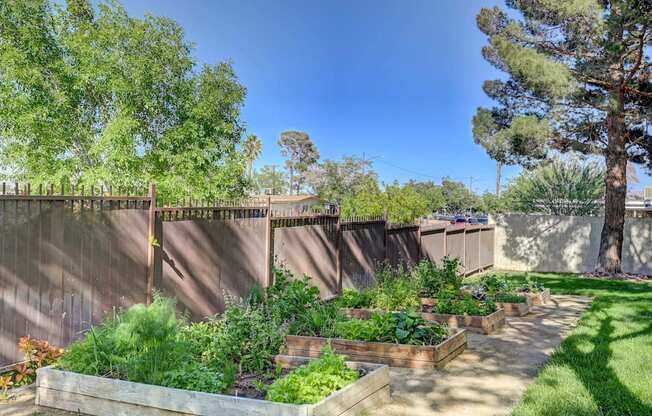 A garden with a fence and a tree.