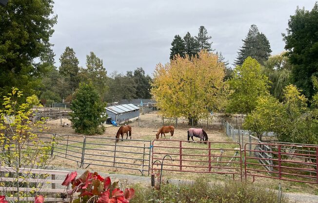 Lovely, spacious, private Granny unit on a private ranch - between Graton and Forestville