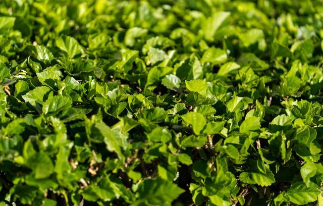 3 beds, 2 baths, 1,200 sqft, $2,900, Unit 633-35