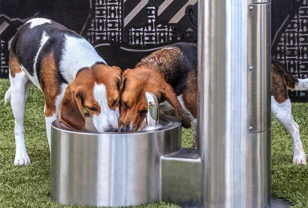 Metro 112 - Bellevue, WA - pet-friendly