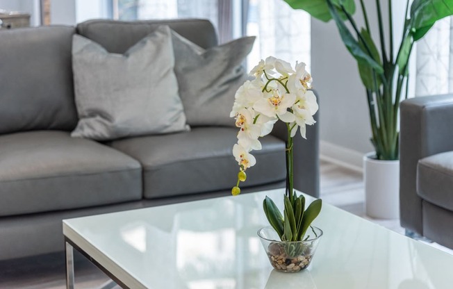 an orchid on a coffee table in a living room with a couch