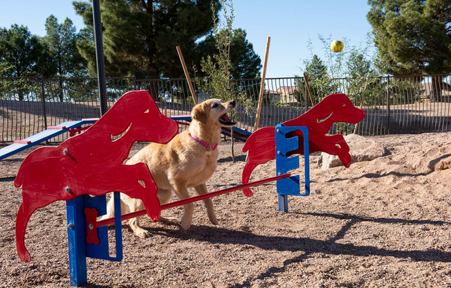 a dog standing on top of a red and blue bench