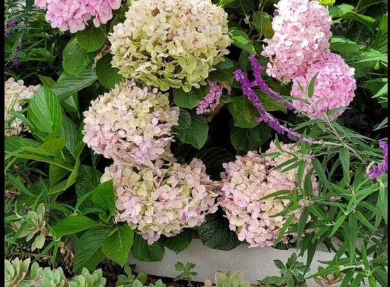 3 beds, 2.5 baths, 1,349 sqft, $4,740, Unit 205