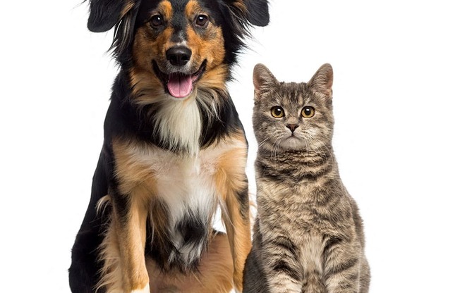 Dog and cat