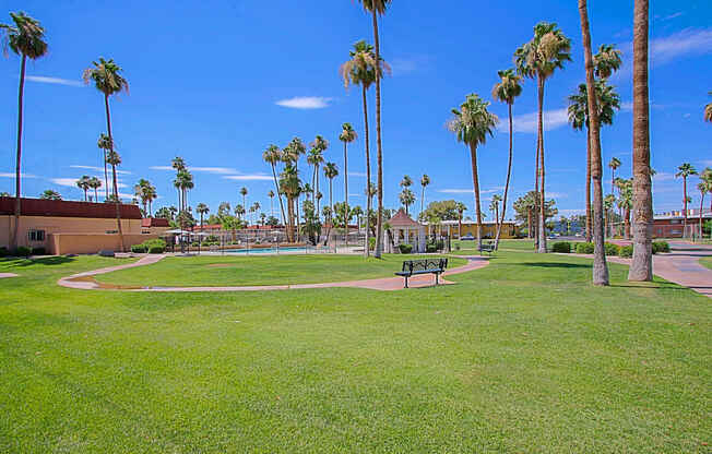 a park with palm trees and a bench