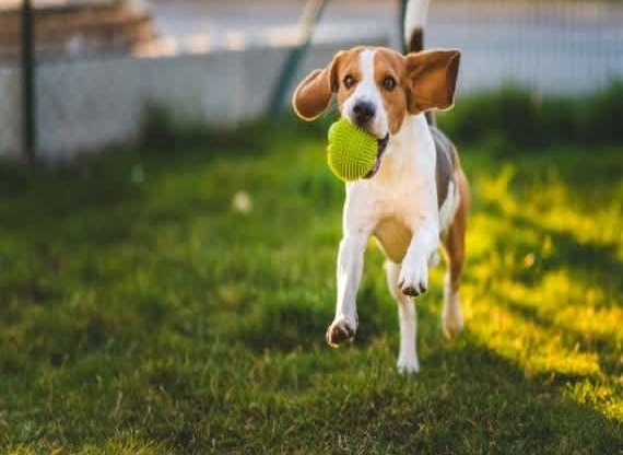 A dog is running with a green ball in its mouth.