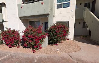 1 bed, 1 bath, $1,350, Unit #1018