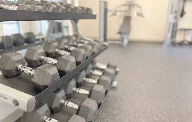 A row of dumbbells are lined up on a rack in a gym.