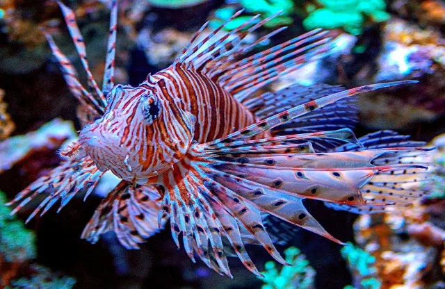 Bright Colored Fish in an Aquarium