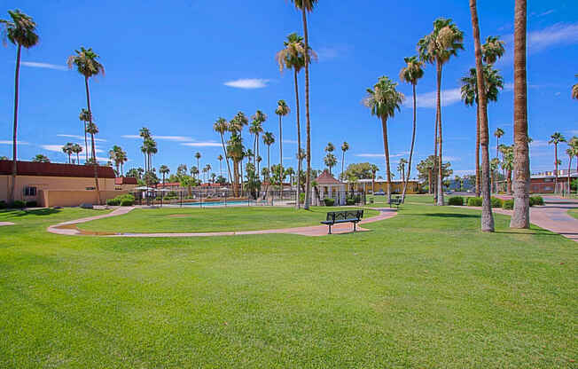 a park with palm trees and a bench