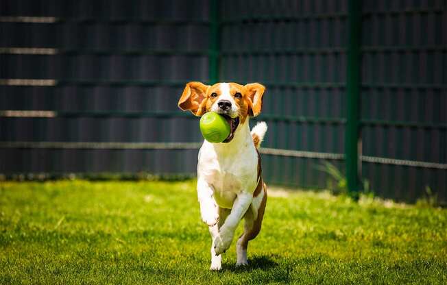 A dog is running with a ball in its mouth.