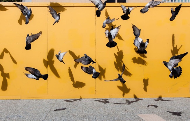 a flock of pigeons flying in front of a yellow wall at L Seven, San Francisco, 94103