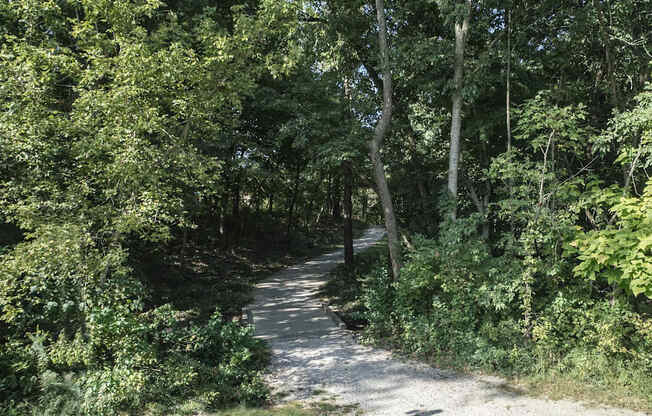 a dirt road in the woods with trees on both sides