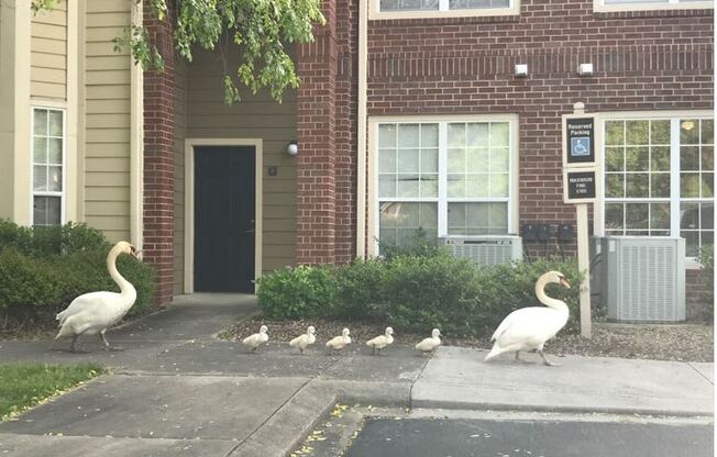 Ike & Tina with the family - Bridford Lake Property Swans at Bridford Lake Apartments, Greensboro, NC