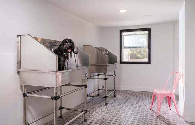 A dog is sitting in a metal cage in a room with a pink chair.