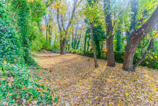 a path in the woods with leaves on the ground