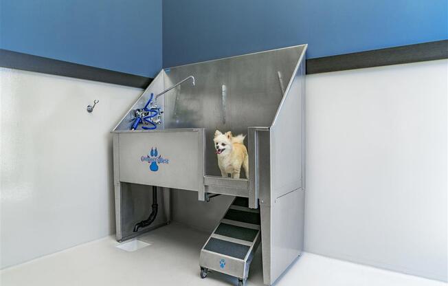 dog washing station