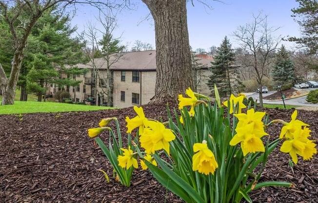 Tree Plantation In Courtyard at Williamsburg South, Pittsburgh, PA