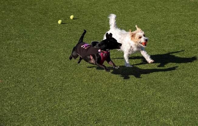 Two Dogs Running