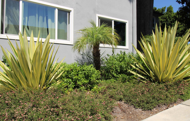 a small palm tree in a garden in front of a house