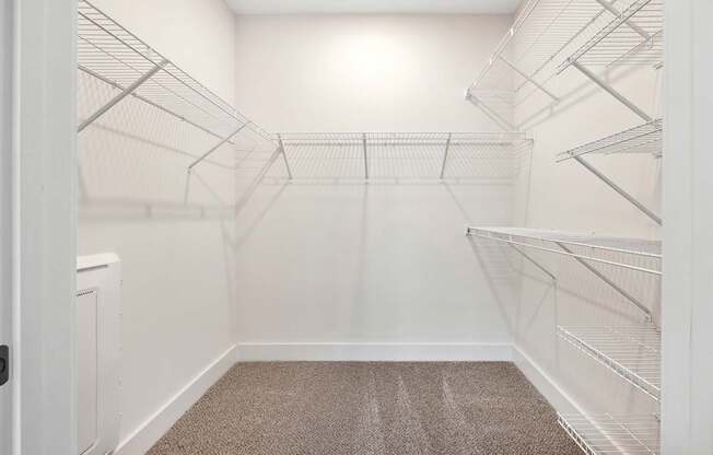 Empty walk-in closet with shelves and carpeted floor.