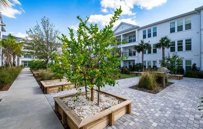 A tree in a planter box is the focal point of a walkway.