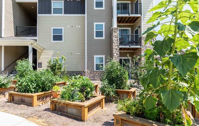 community garden