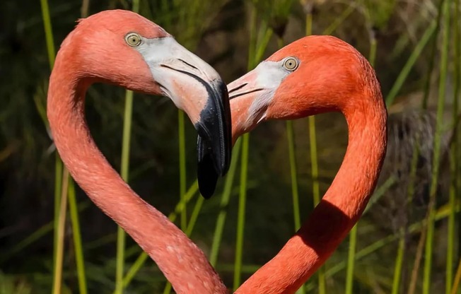 Flamingos at the San Diego Zoo