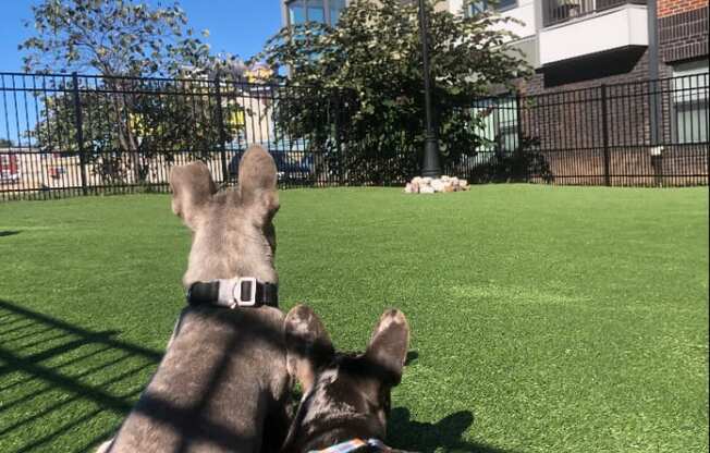 Two dogs sitting on the lawn of the community dog park at The View at Old City, Philadelphia