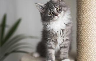a cat sitting on top of a cat tree at Monroe Avenue Apartments, Salem