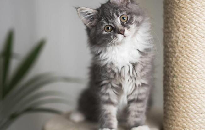 a cat sitting on top of a cat tree at Monroe Avenue Apartments, Salem