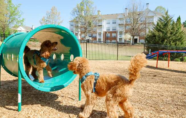 two dogs playing at the park