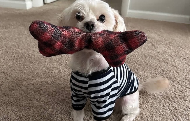 A small dog wearing a striped shirt holding a red and black plaid object.