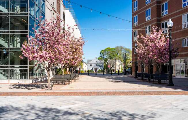 A tree with pink blossoms is in the foreground of a city street.