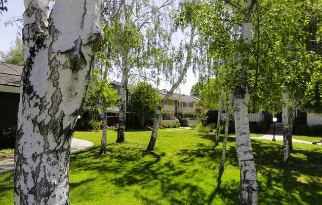 Aspen trees in main lawn