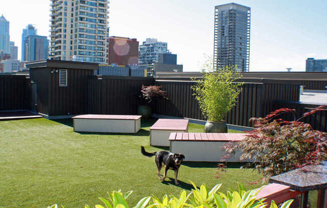 Off-leash Rooftop Dog Park