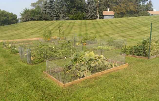 Beautiful Community Garden surrounded with lush green grass.