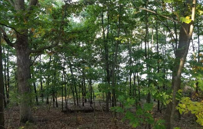 woods