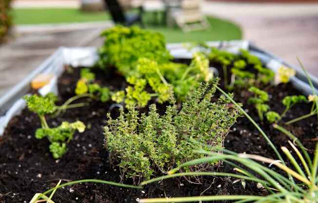 Herb Garden