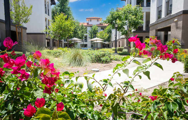 A garden with pink flowers in the foreground and a building in the background.